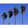 Photo Small Palm Trees Plant