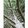 Photo Small Fallen Branshy Tree Plant