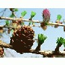 Photo Small Flowering Larch 2 Plant