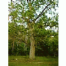 Photo Small Oak Tree Plant