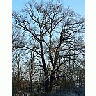 Photo Small Oak Tree In Winter Plant title=