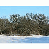 Photo Small Oak Trees A Clear Winter Day Plant