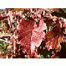 Photo Small Red Autumn Leaves Plant title=