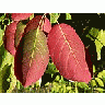 Photo Small Red Autumn Leaves 2 Plant title=