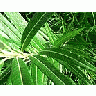 Photo Small Sharp Leaves Plant
