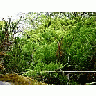 Photo Small Green Bush Plant