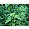 Photo Small Stinging Nettles Plant title=