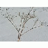 Photo Small Withered Plant In Winter Plant