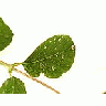Photo Small Leaves Water Drops Plant title=