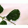 Photo Small Leaves Water Drops 2 Plant title=