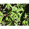 Photo Small Plant 4 Plant title=