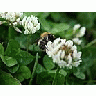Photo Small Trefoil 3 Plant title=
