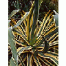 Photo Small Agave Cactus Plant title=