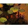 Photo Small Ash Plant title=