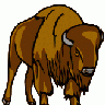 Bison Leif Lodahl 01 Animal