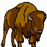 Bison Leif Lodahl 01 Animal title=