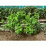 Photo Small Basil Plant