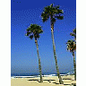 Photo Small Beach Palm Trees Plant