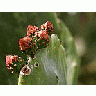 Photo Small Beavertail Cactus Plant