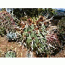 Photo Small Cactus 2 Plant