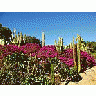 Photo Small Cactus Garden 2 Plant title=