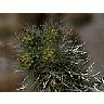 Photo Small Cactus Needles Plant