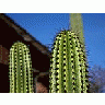 Photo Small Cactus Needles 2 Plant