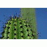 Photo Small Cactus Thorns Plant