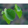 Photo Small Canyon Leaves Plant title=
