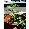 Photo Small Chilis Plant