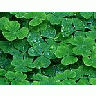 Photo Small Clover Plant