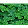 Photo Small Clover Plant title=