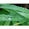 Photo Small Drops Plant