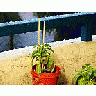 Photo Small Flowerpot Plant Plant