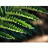 Photo Small Jagged Leaves Plant title=