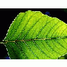 Photo Small Leaf 3 Plant