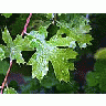 Photo Small Leaf 4 Plant