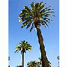 Photo Small Palm Trees 2 Plant