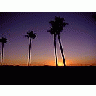 Photo Small Palm Trees And Sunrise Plant title=