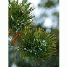 Photo Small Pine Plant