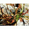 Photo Small Plants Plant title=