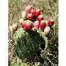 Photo Small Prickly Pear Cactus Plant title=