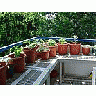 Photo Small Spices Plant