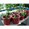 Photo Small Spices And Peppers Plant