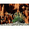 Photo Small Bryce Canyon Rim Travel title=