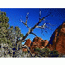 Photo Small Dead Tree Travel
