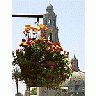 Photo Small Flowers Travel title=