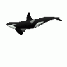 Orca Matthew Gates R Animal