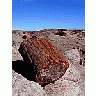 Photo Small Petrified Wood 2 Travel title=