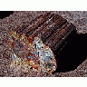 Photo Small Petrified Wood 3 Travel title=